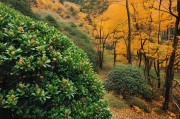 山桂，山中最美的风景 从香气到味道，一场山野的自然盛宴
