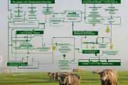 肉牛养殖补贴申请全攻略，政策解读、条件流程与注意事项