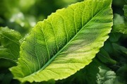 叶酸是一种维生素，主要由叶绿素组成，主要存在于植物体内。叶酸对健康的重要性不容忽视，它不仅是一种营养素，更是维持人体正常生理功能的重要物质