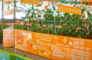 脐橙种植拆迁补贴申请指南，政策解读、流程详解与权益保障