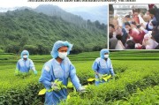 疫情冲击下的茶产业突围，茶叶补贴申请政策解读与实操指南