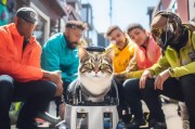 找猫团队如何精准获客？这5招让你的寻猫服务脱颖而出！