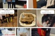 武汉麦当劳猫窝领取步骤详解